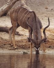 Drinking Antilope