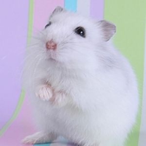 Cute Hamster