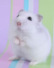 Cute Hamster