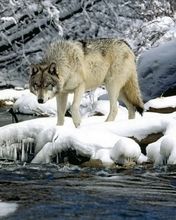 Wolf on snow