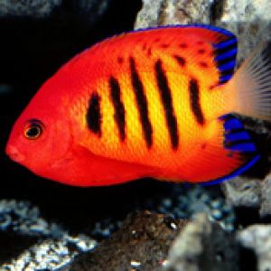 Flame Angelfish