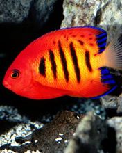 Flame Angelfish