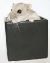 Hamster