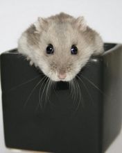 Hamster