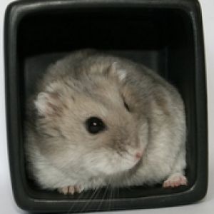 Hamster