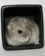 Hamster