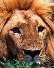 Tired Lion 
