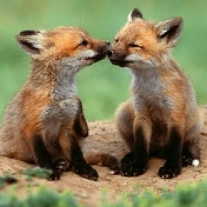 Foxes
