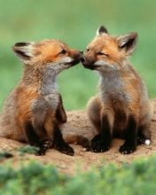 Foxes
