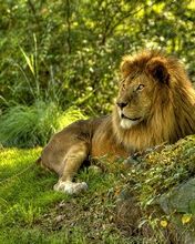 Lion in the wild