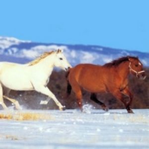 Horses