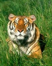 Tiger in the grass