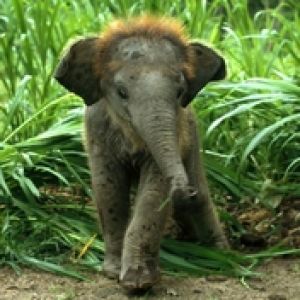 Elephant Baby