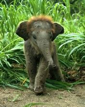 Elephant Baby