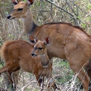 Antilopes
