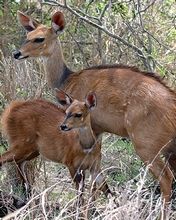 Antilopes