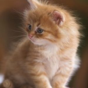 Cute kitten