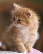 Cute kitten