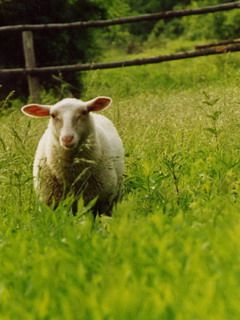 sheep