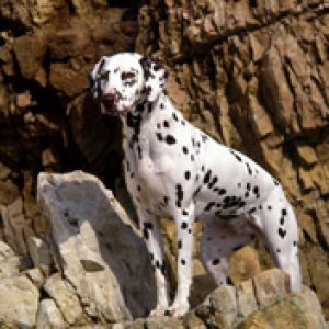 dalmatian