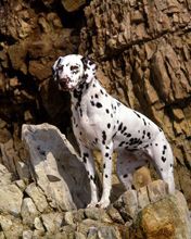 dalmatian