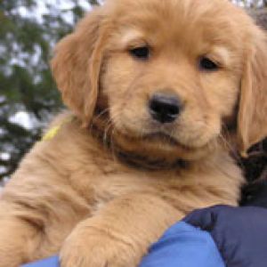 Golden Retriever puppy 