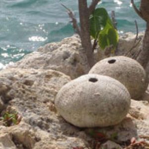 Guadeloupe St Francois  