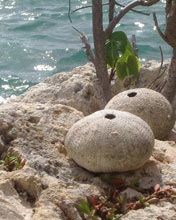 Guadeloupe St Francois  