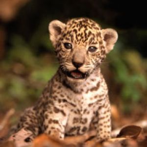 gepard