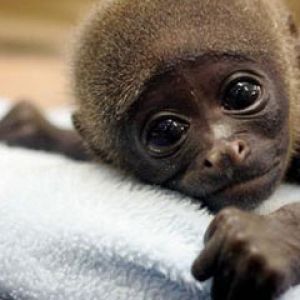 baby monkey