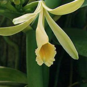 vanilla
