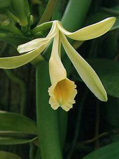 vanilla