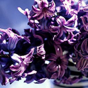 Hyacinthus orientalis