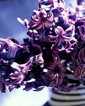 Hyacinthus orientalis
