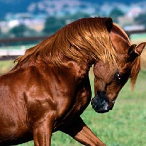 horse