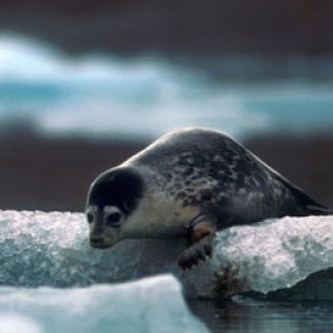 Svalbard