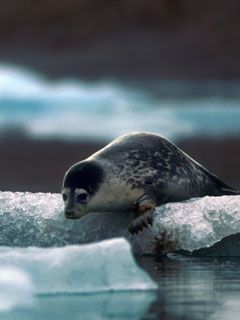 Svalbard