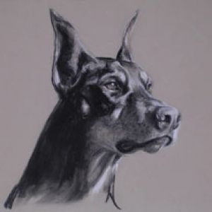 doberman