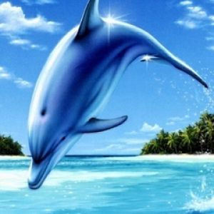 Dolphin