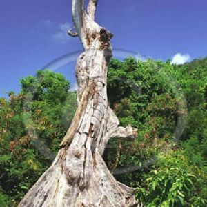 Old dead tree, Cinnamon Bay