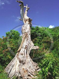 Old dead tree, Cinnamon Bay