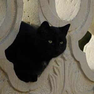 black cat