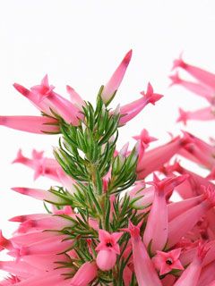 Erica Carnea Flowers