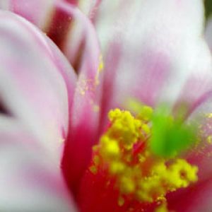 cactus flowers