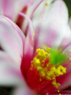 cactus flowers