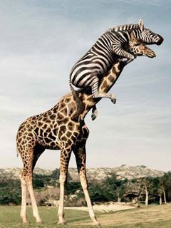 Animal fun