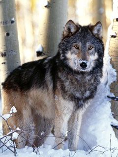 wolf