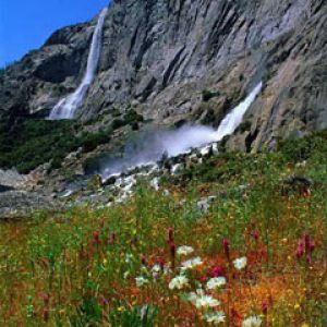 flowers waterfalls