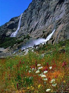flowers waterfalls