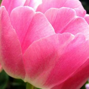 pink tulip